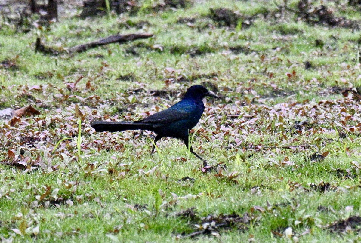 Boat-tailed Grackle - ML646586563