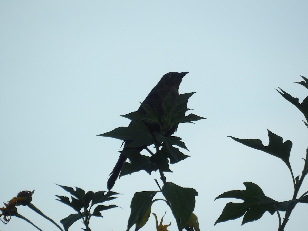 Carib Grackle - ML646586564