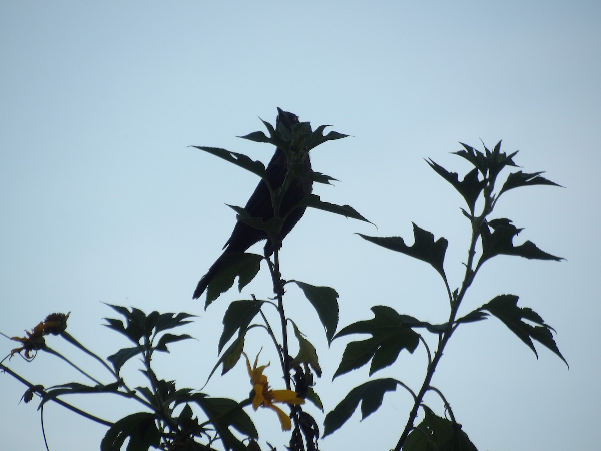 Carib Grackle - ML646586565