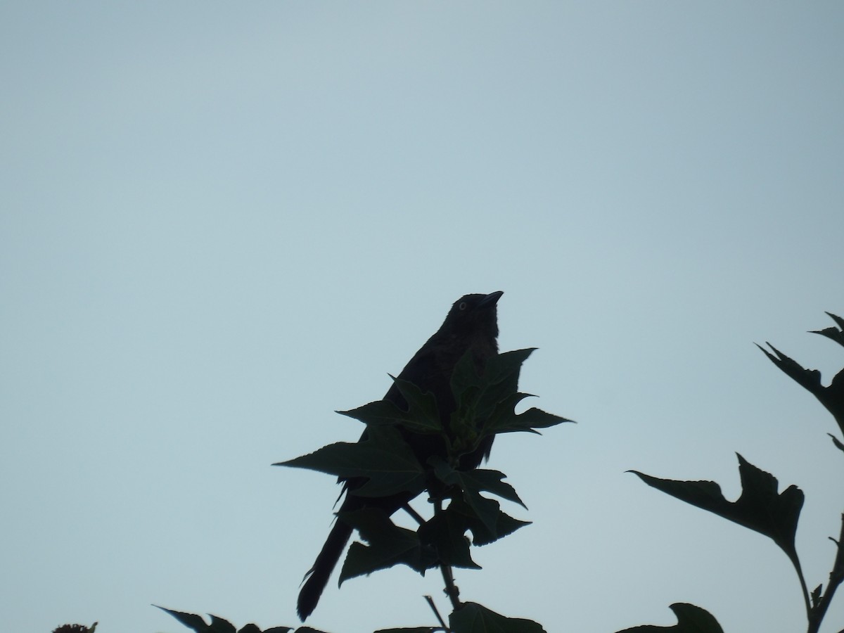 Carib Grackle - ML646586566