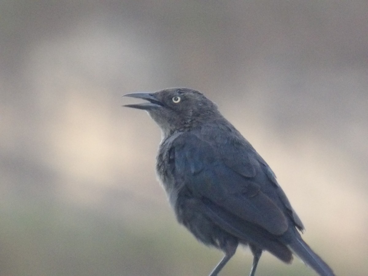 Carib Grackle - ML646586567