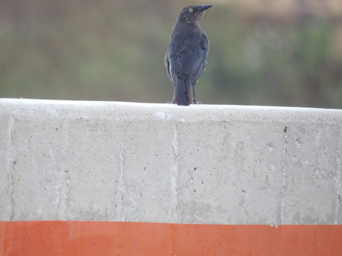 Carib Grackle - ML646586568