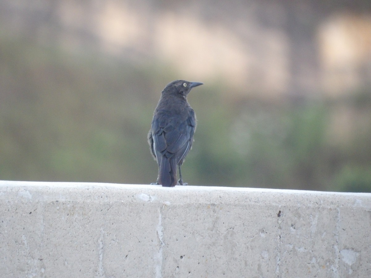 Carib Grackle - ML646586569