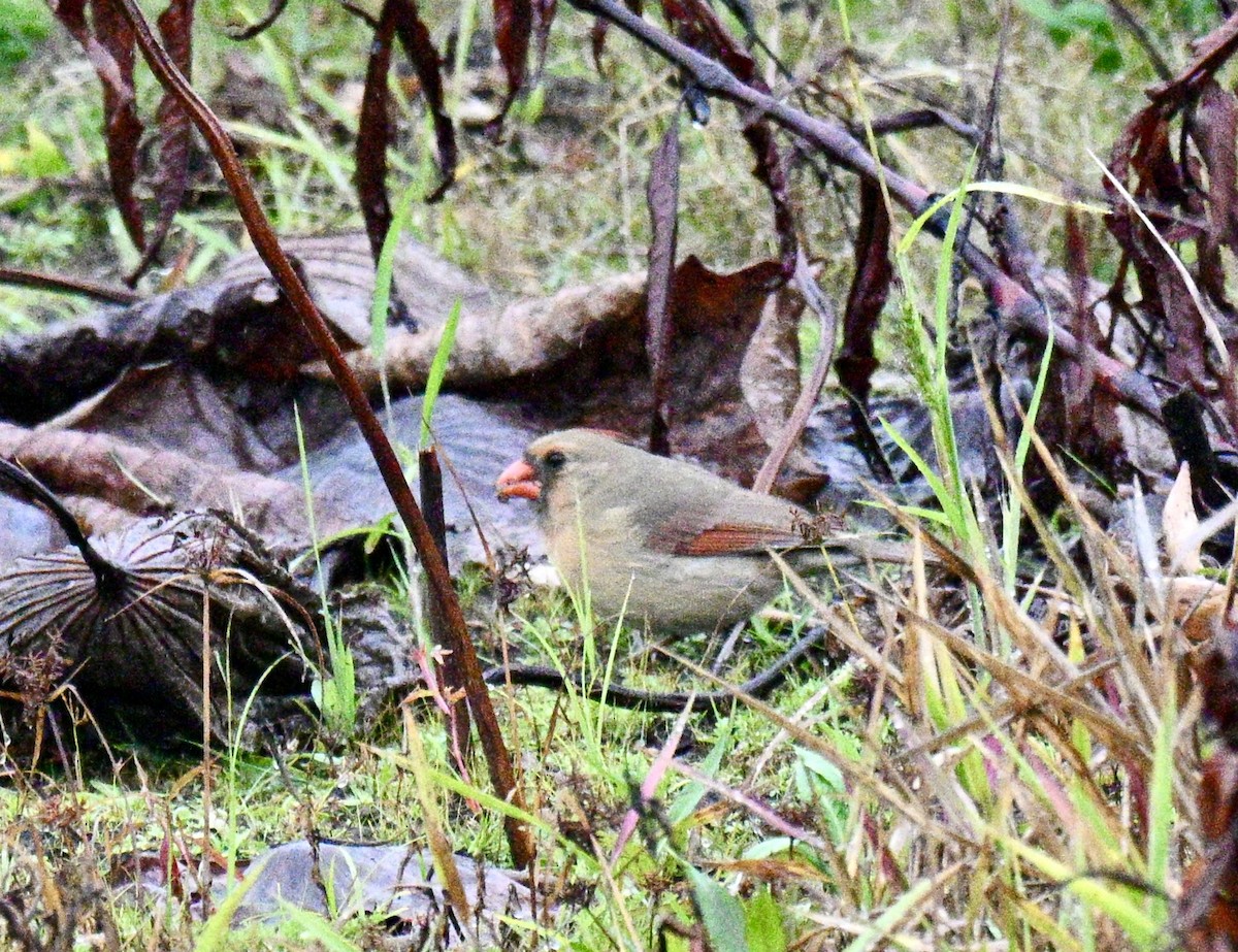 Northern Cardinal - ML646586570