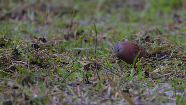 holoubek skořicový - ML646586571