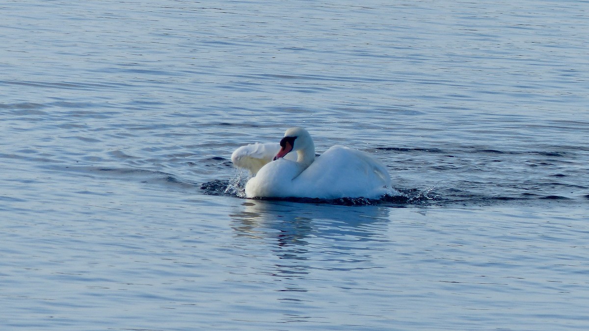 Mute Swan - ML646586572