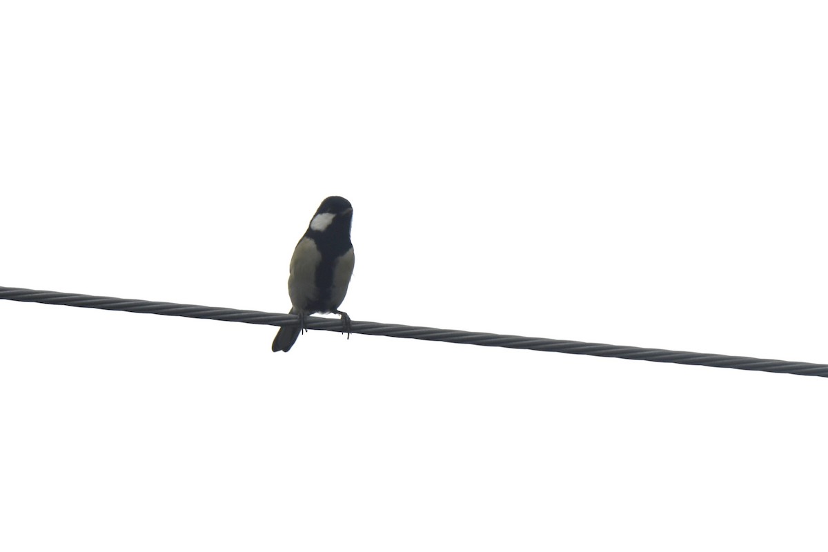 Asian Tit - ML646586573