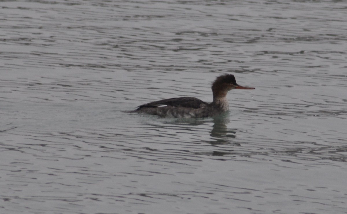 Red-breasted Merganser - ML646586575