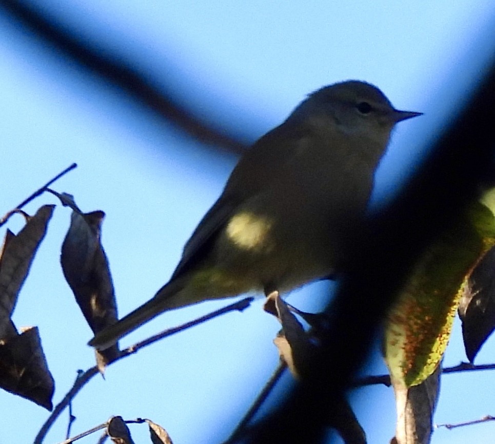 Orange-crowned Warbler - ML646586576