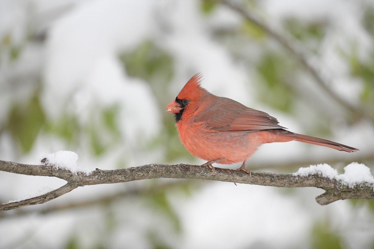 Northern Cardinal - ML646586577
