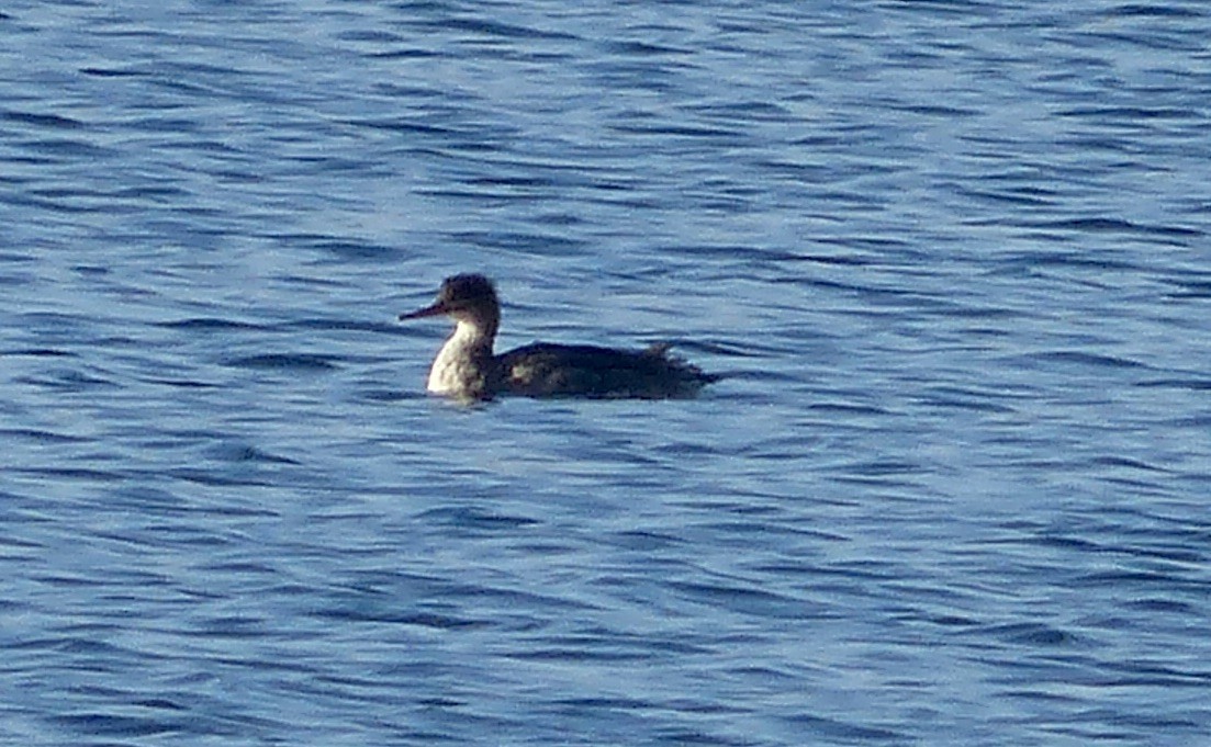 Red-breasted Merganser - ML646586579