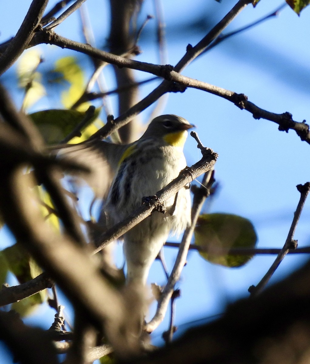Yellow-rumped Warbler - ML646586580