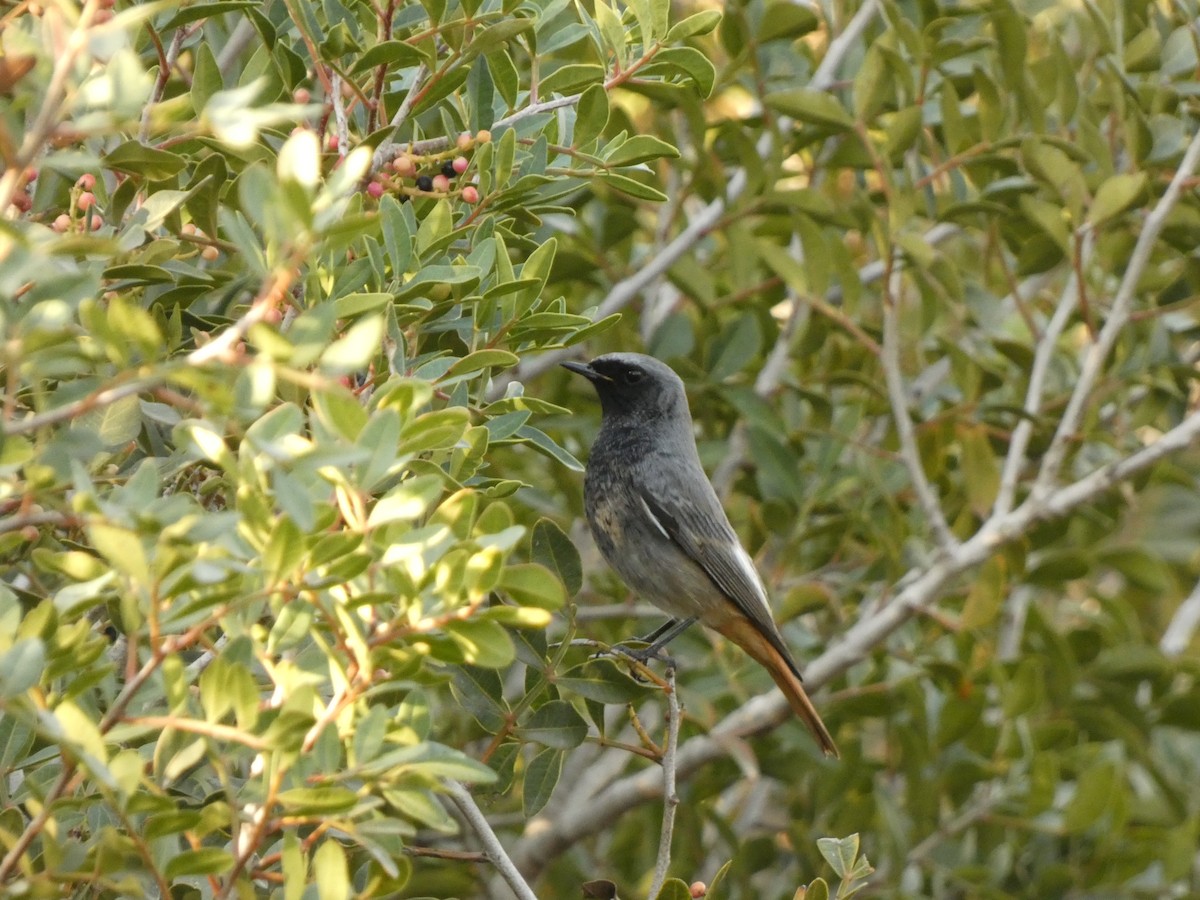 クロジョウビタキ - ML646586582