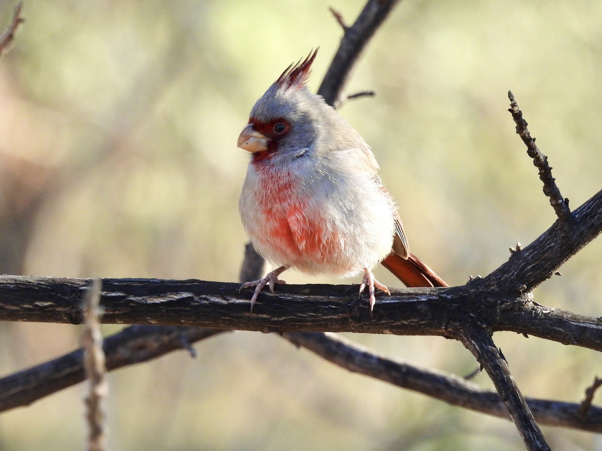 Kardinal grisa - ML646586583