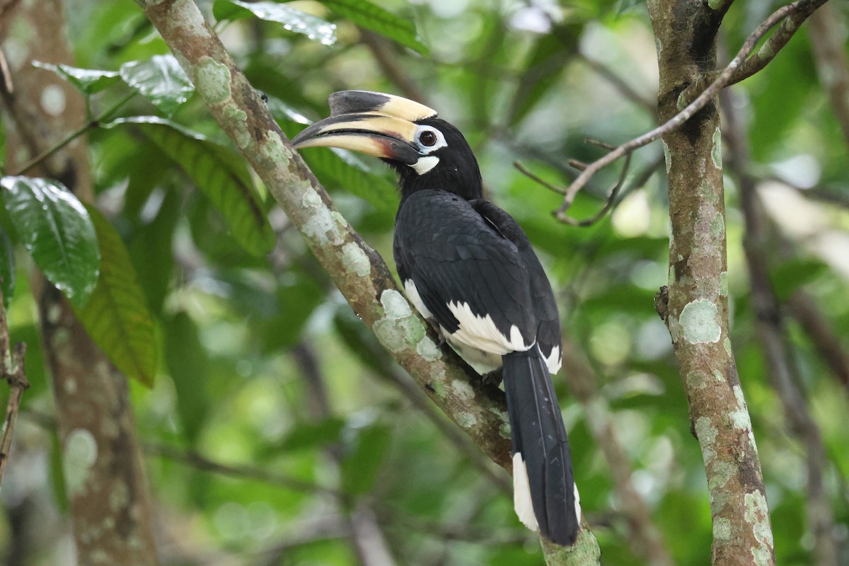 Oriental Pied-Hornbill - ML646586585