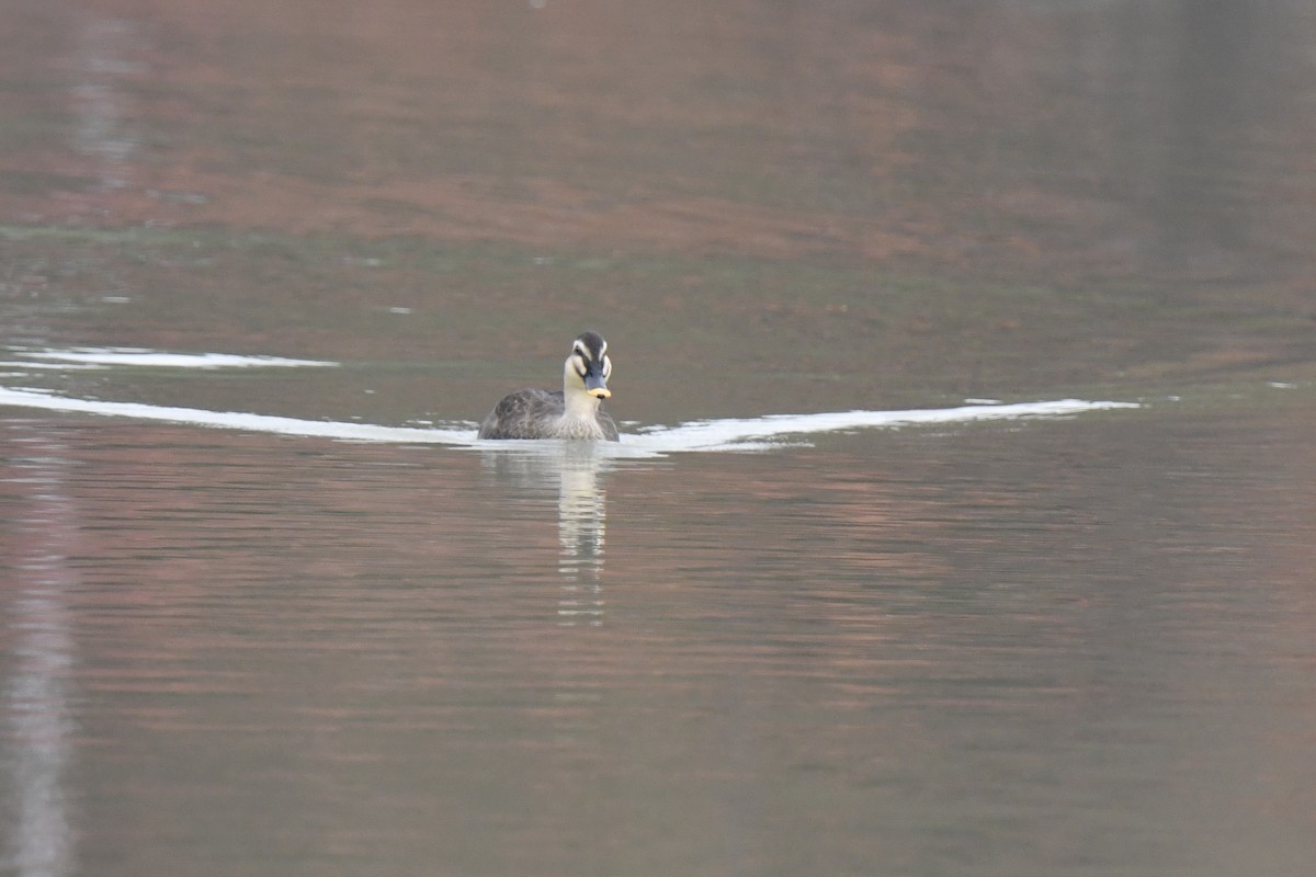 Eastern Spot-billed Duck - ML646586586