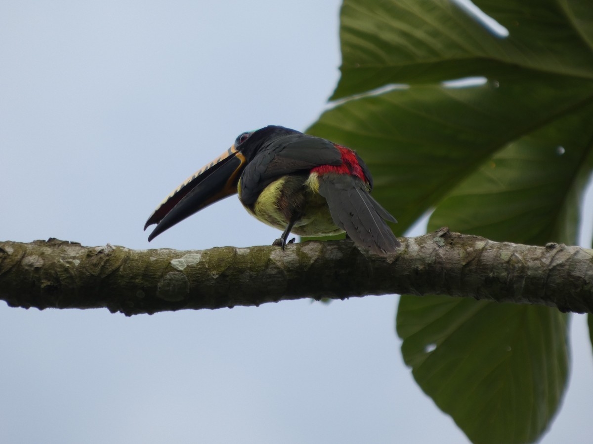 Lettered Aracari - ML646586591