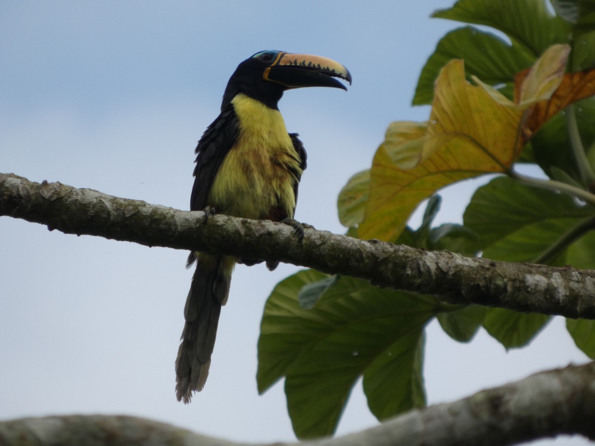 Lettered Aracari - ML646586592