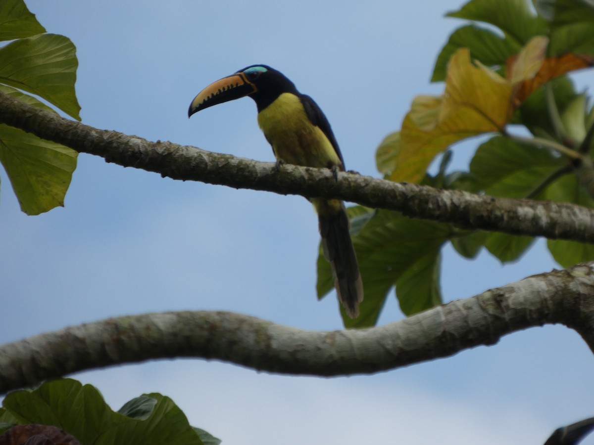 Lettered Aracari - ML646586593