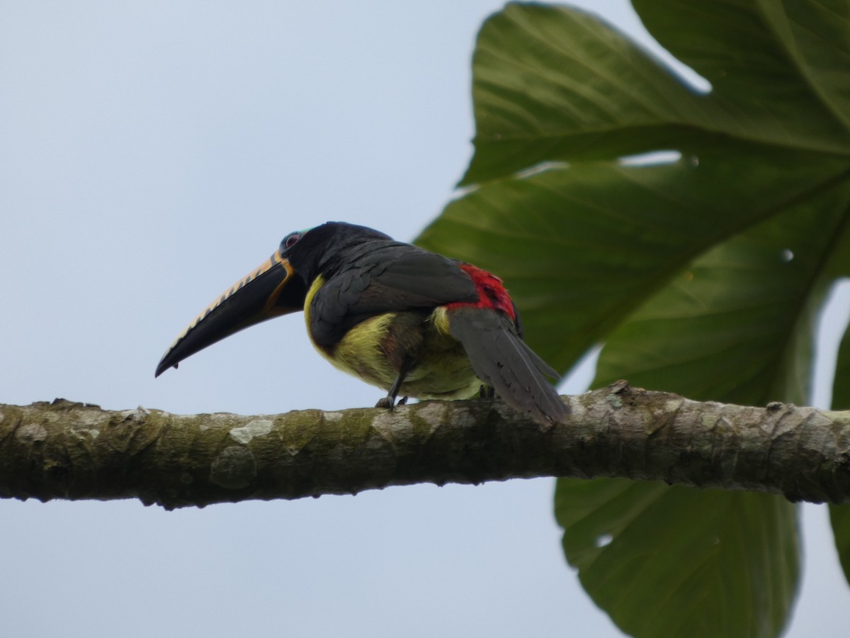 Lettered Aracari - ML646586595