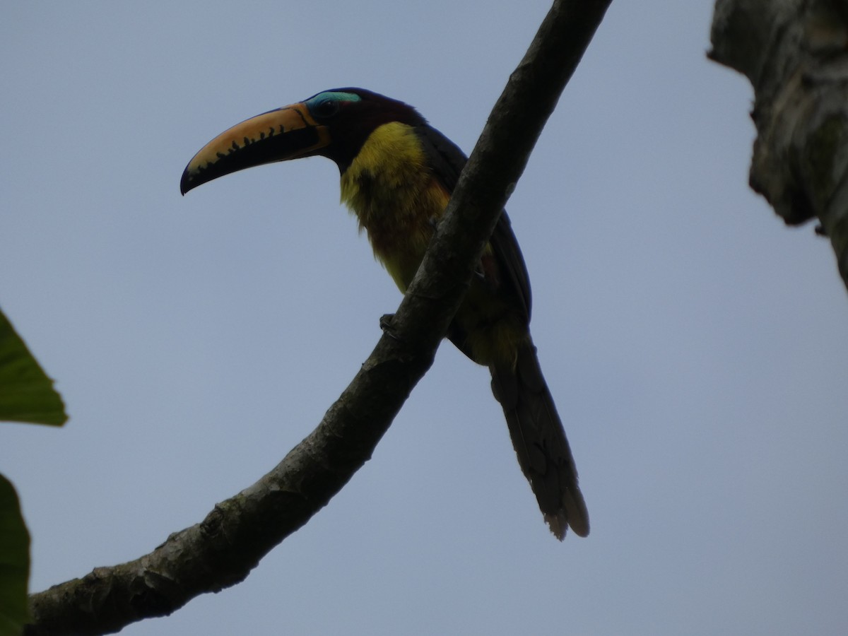 Lettered Aracari - ML646586596