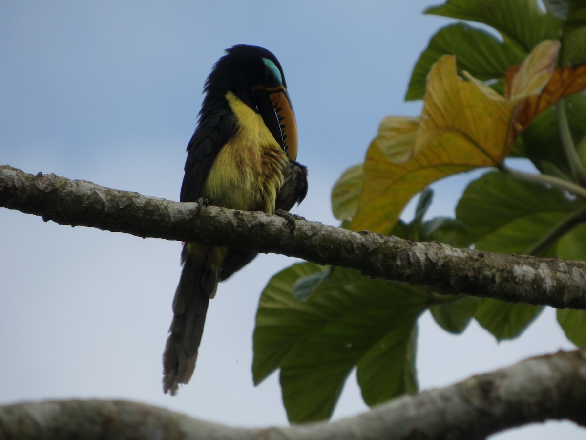 Lettered Aracari - ML646586598
