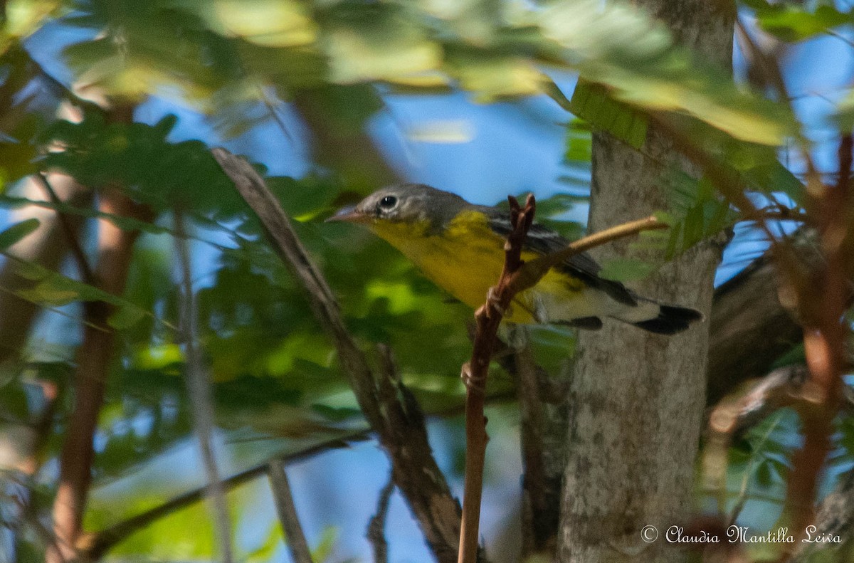 Magnolia Warbler - ML646586602