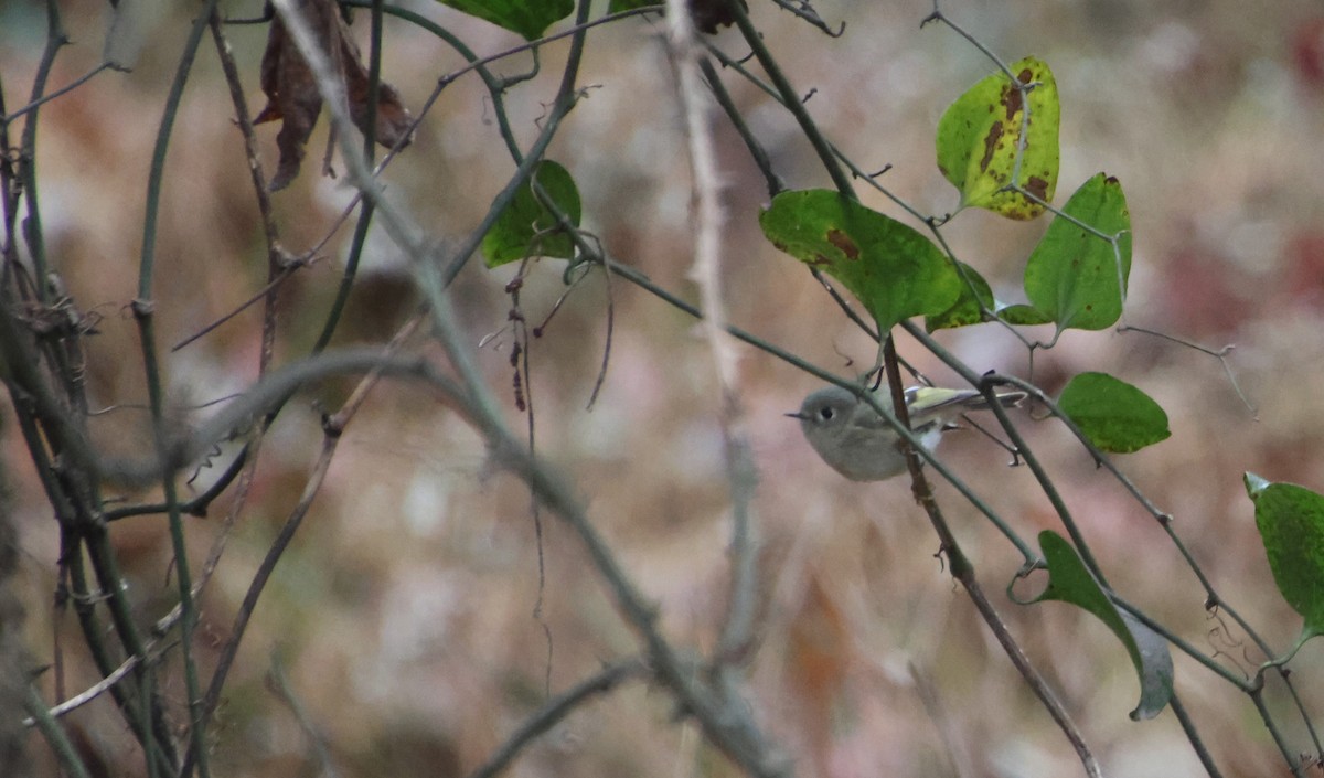 Ruby-crowned Kinglet - ML646586603