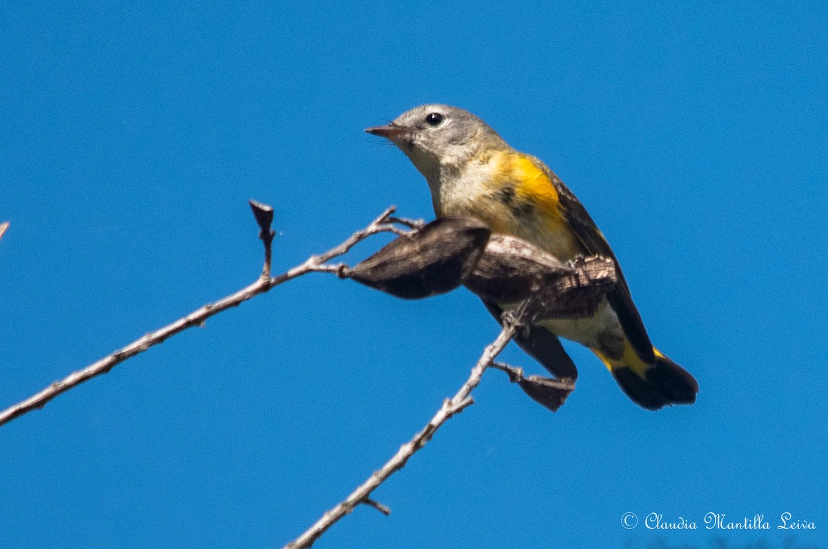 American Redstart - ML646586605