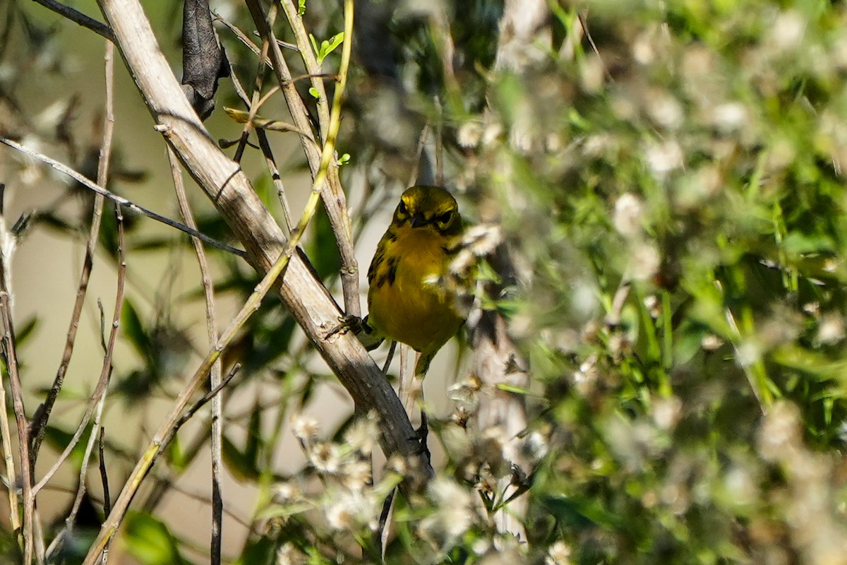 Prairie Warbler - ML646586606