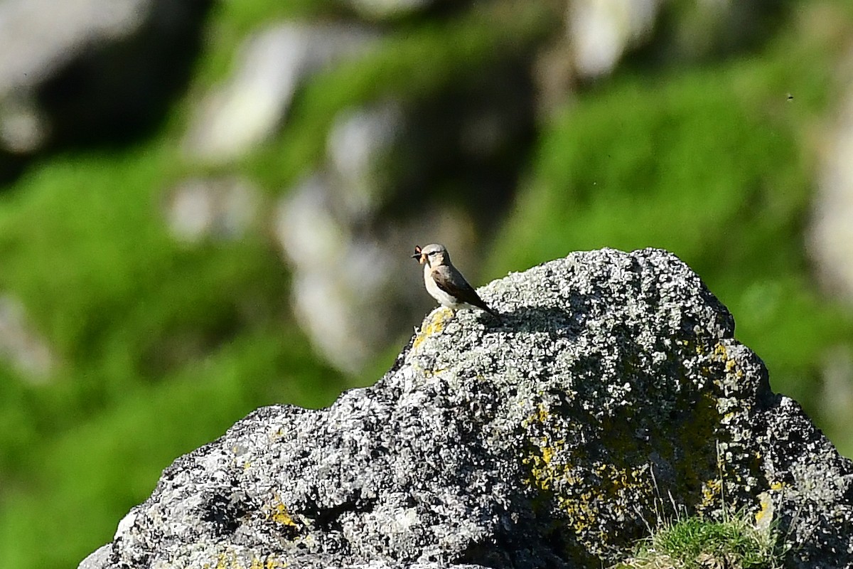 穗䳭 - ML646586607