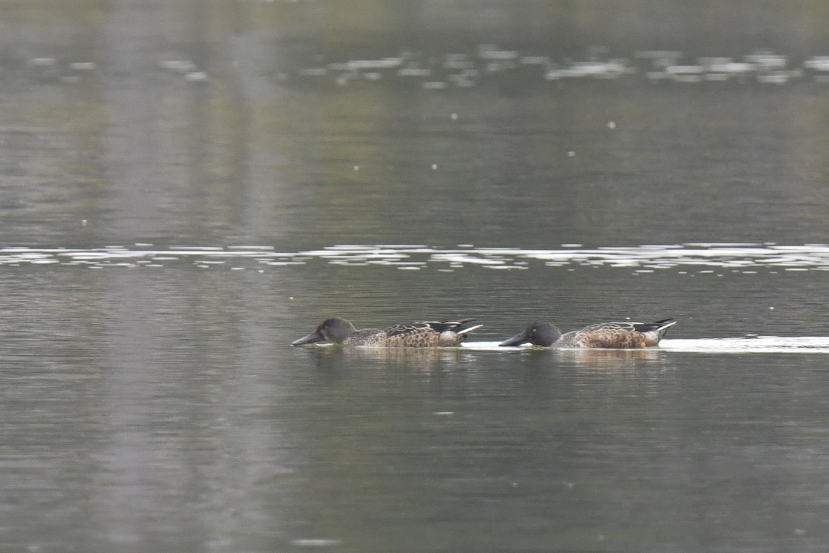 琵嘴鴨 - ML646586608