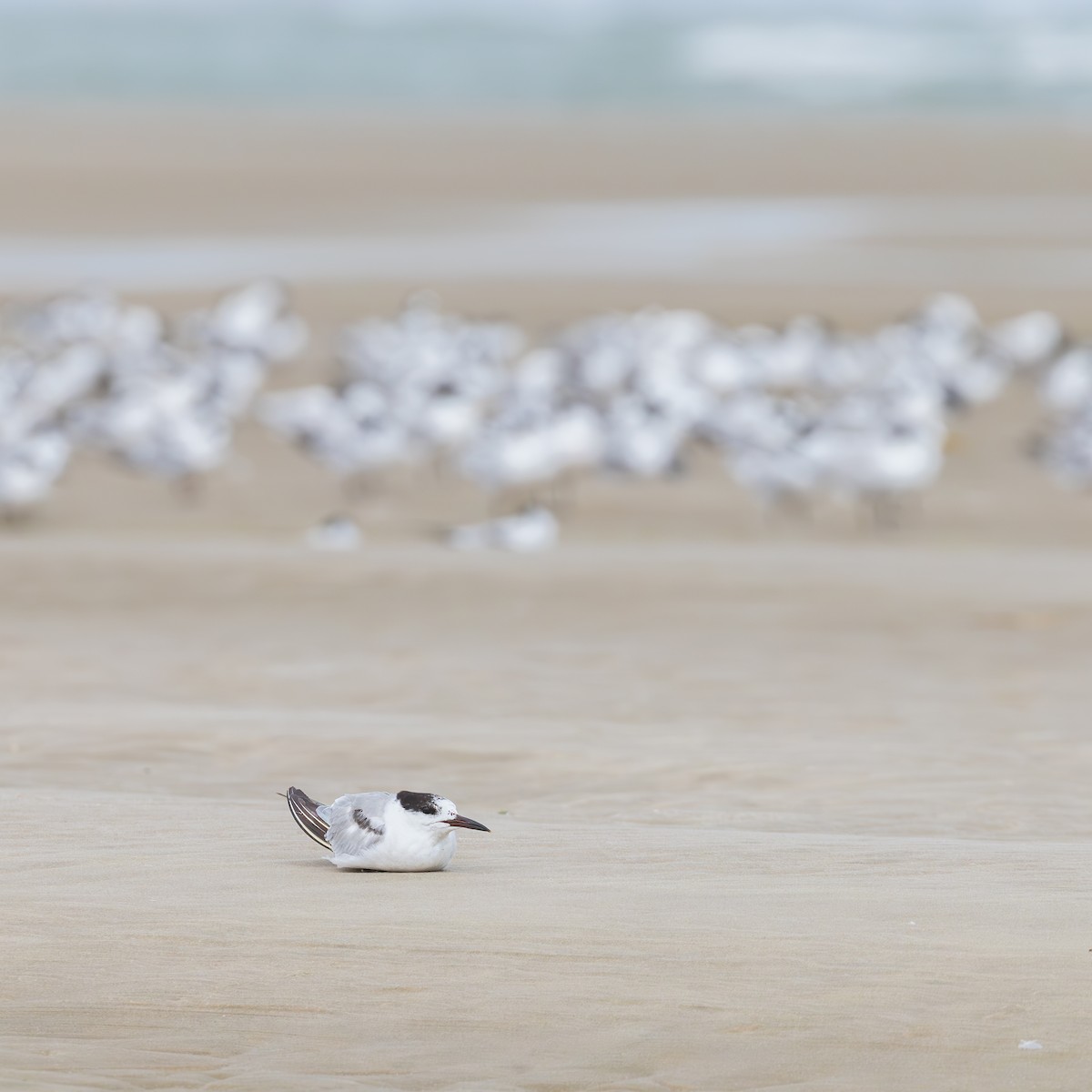 燕鷗 - ML646586609