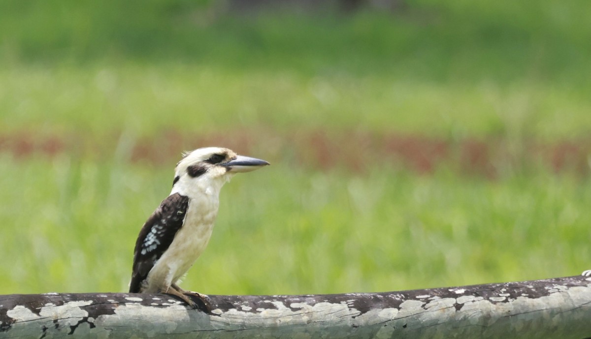 Laughing Kookaburra - ML646586610