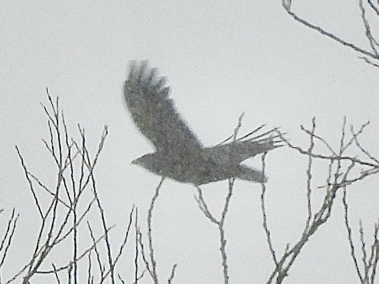 American Crow - ML646586611