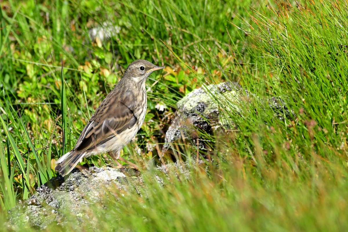 水鷚 - ML646586614