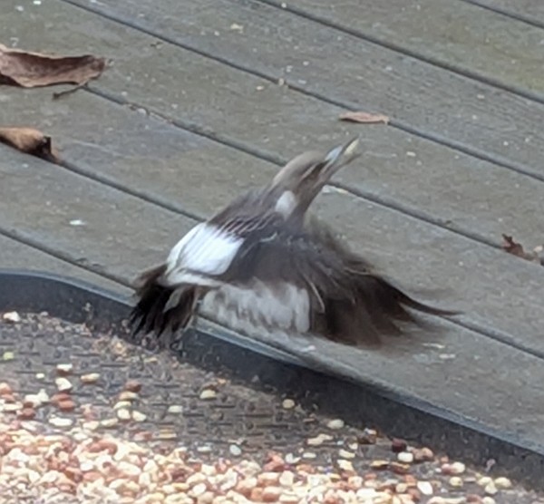 Red-headed Woodpecker - ML646586615