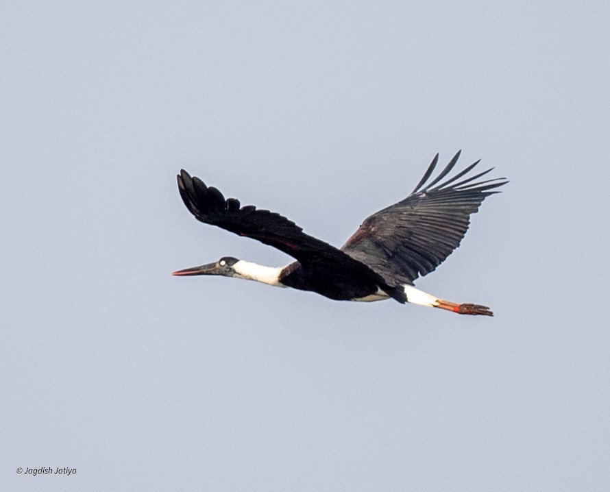 Asian Woolly-necked Stork - ML646586622