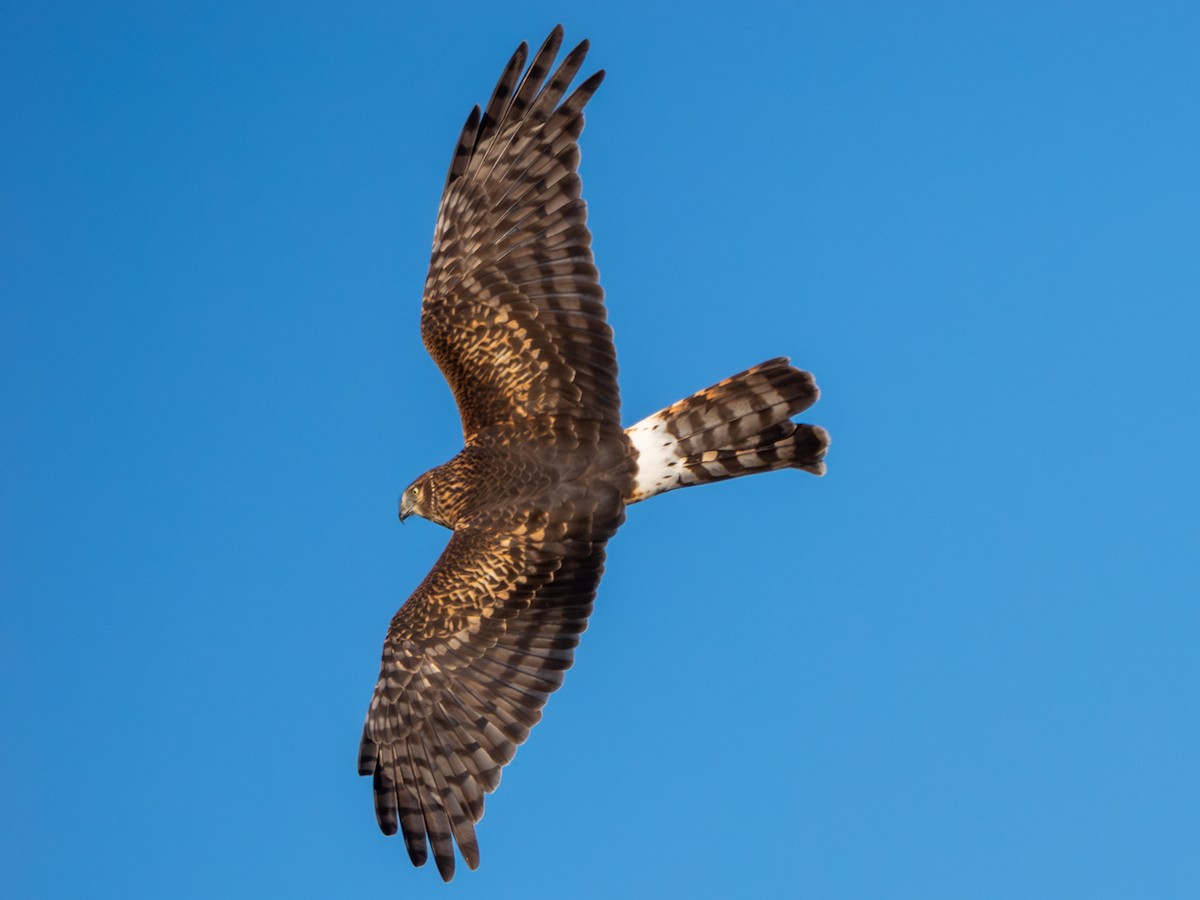 Northern Harrier - ML646586624