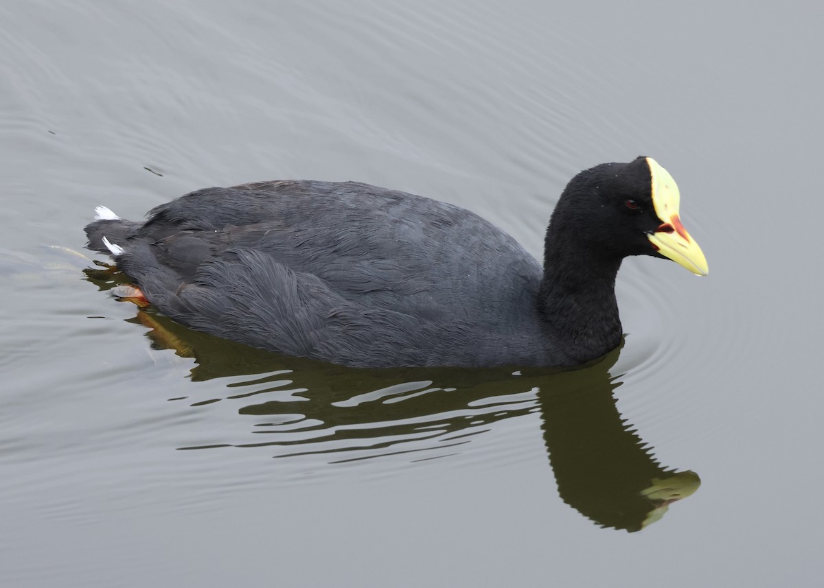 Gelbschnabel-Blässhuhn - ML646586625