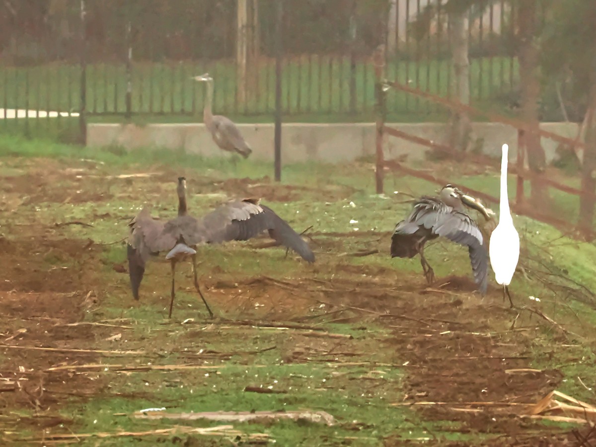 Great Blue Heron - ML646586626