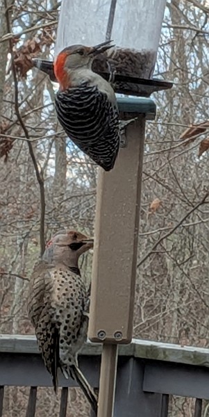 Red-bellied Woodpecker - ML646586628