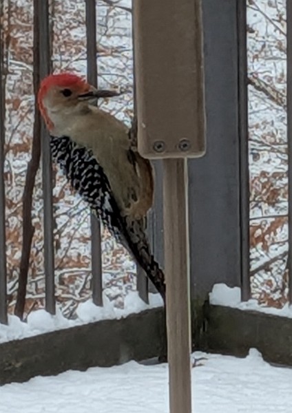 Red-bellied Woodpecker - ML646586629