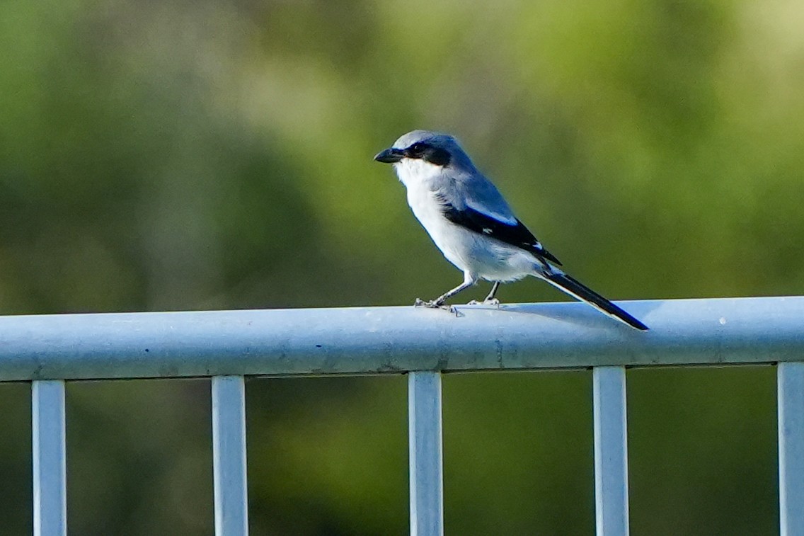 アメリカオオモズ - ML646586633