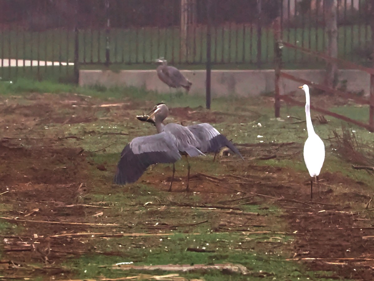 Great Blue Heron - ML646586634