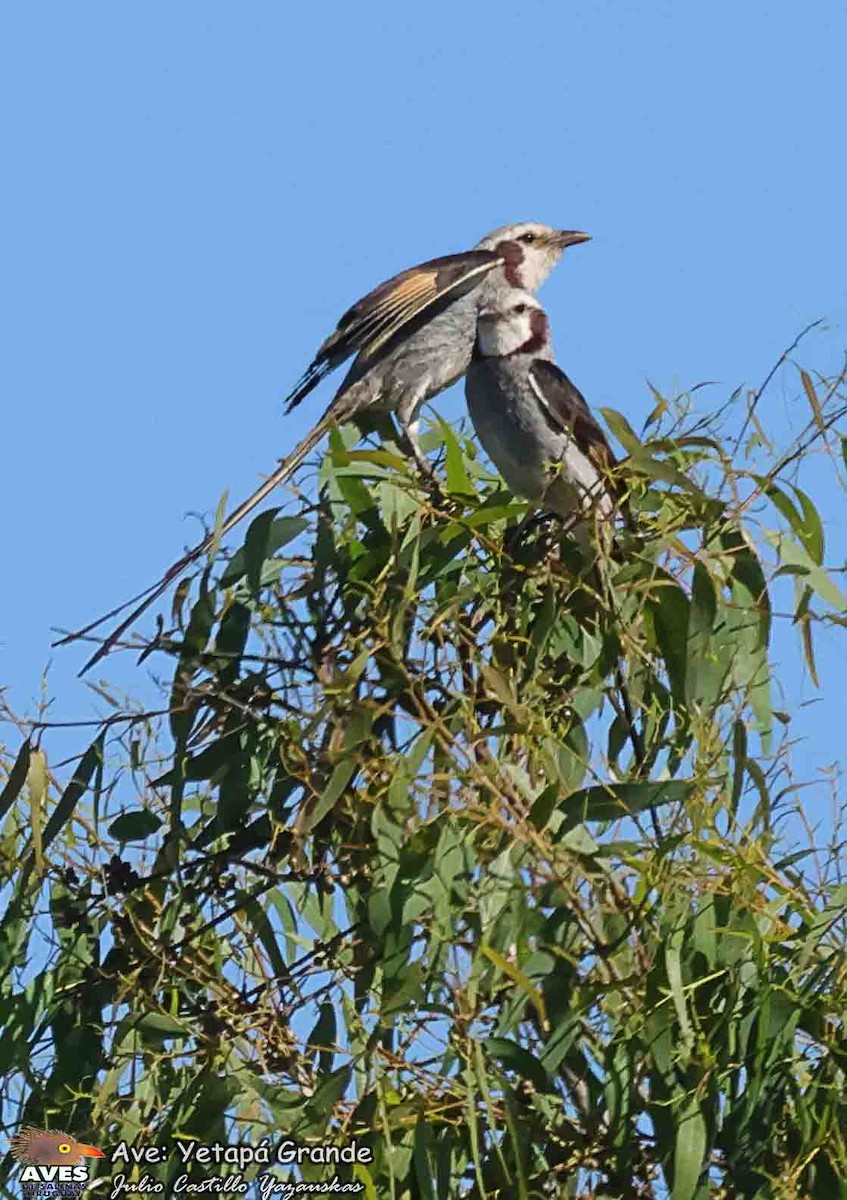 Streamer-tailed Tyrant - ML646586635