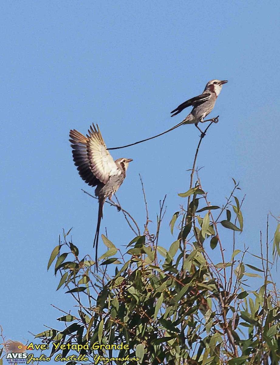 Streamer-tailed Tyrant - ML646586636