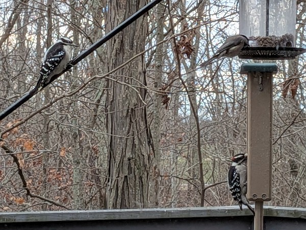 Downy Woodpecker - ML646586641