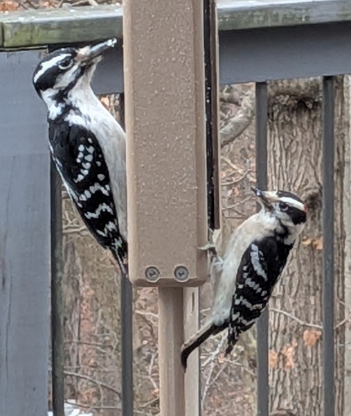 Downy Woodpecker - ML646586642