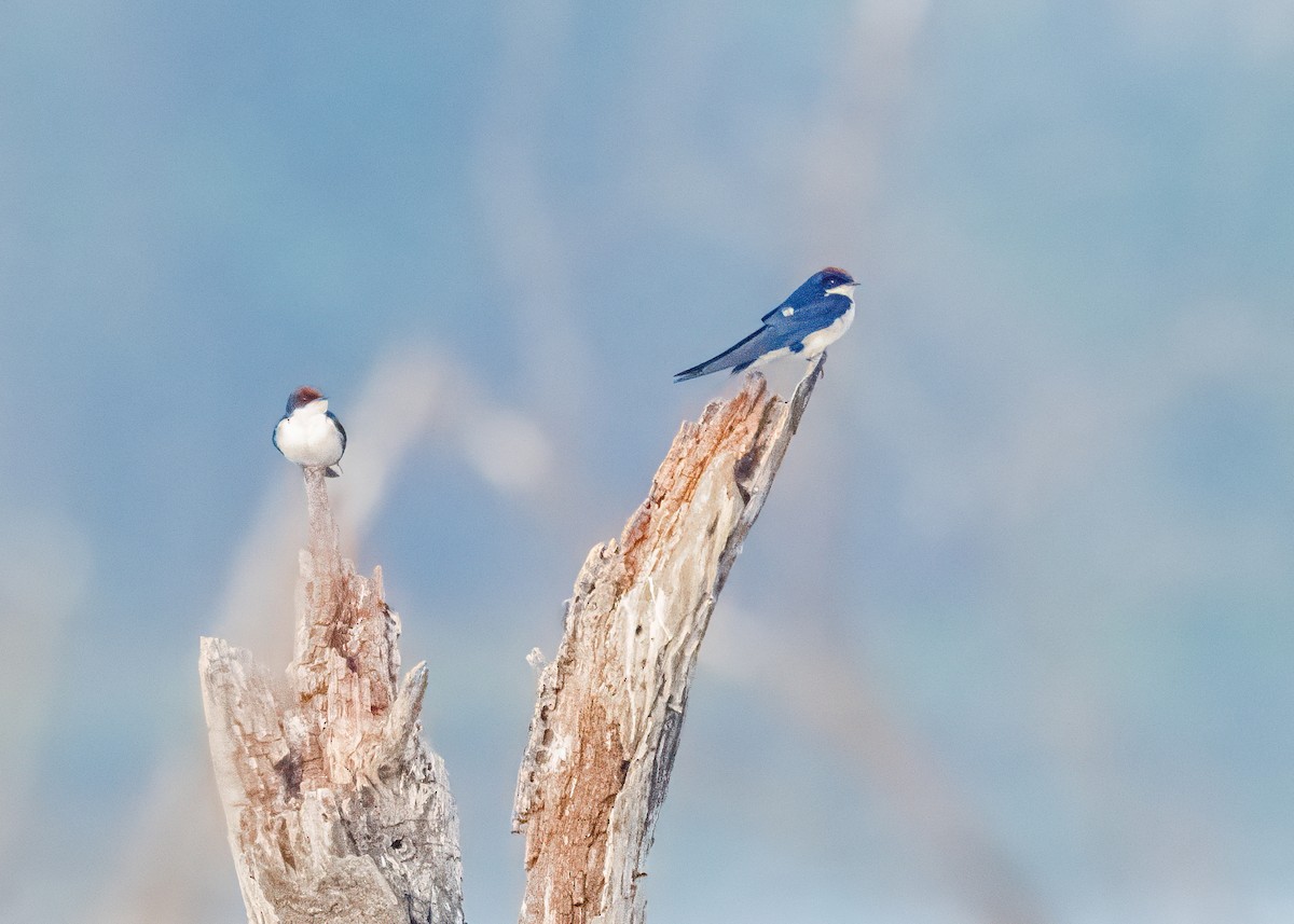Wire-tailed Swallow - ML646586655